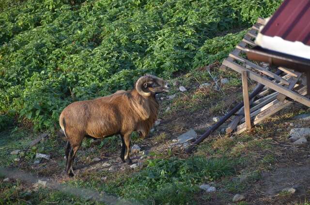 Фермерские дома Malinowy Domek Młyńczyska-6